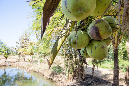 coconuts hang in a coconut tree in the field of Thailand near the waterの写真素材