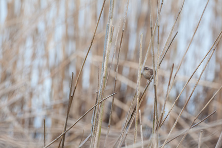 an Willow warbler singing the water on the reedsの写真素材