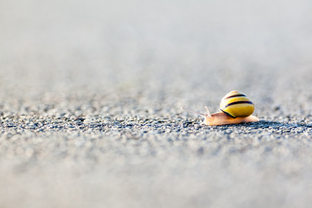 on an early morning this snail on the asphalt is looking for fresh foodの写真素材