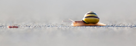 A snail on the asphalt looking for food, early in the morningの写真素材