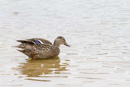 A wild duck swimming on the water looking for food early in the morningの写真素材