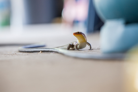 a skink lizard crawls on the ground in a homely environmentの写真素材