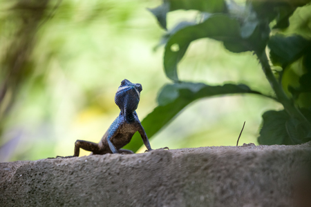 on a concrete fence of a park there is a Calotes mystaceusの写真素材