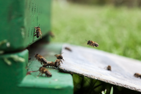 At the apple trees there are bees box for spraying the flowersの写真素材