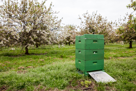 At the apple trees there are bees box for spraying the flowersの写真素材