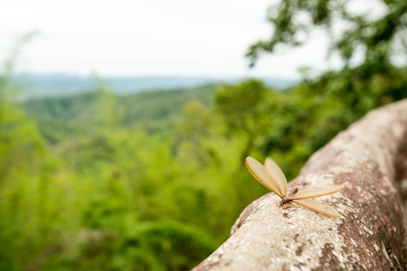 winged termites emerge after a rainfall and in the eveningの写真素材