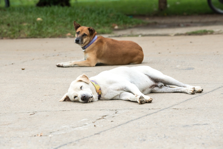 at the road in Thailand are two street dogs try to sleep