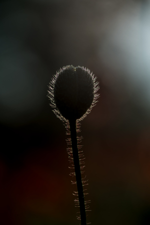On a beautiful misty morning, a bud of a poppy in backlightの写真素材