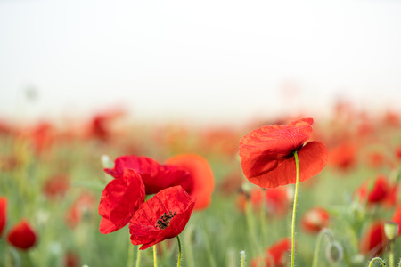 This beautiful poppy is blooming on a beautiful misty morning