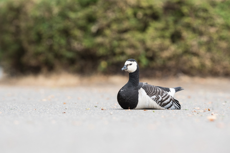 On the road there is a Barnacle goose looking aroundの写真素材