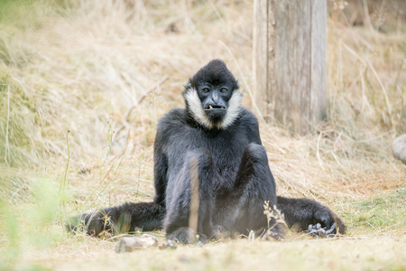 These beautiful Northern white cheeked gibbons are resting in the grass
