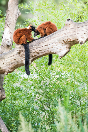 on a tree trunk there is are two Red ruffed lemur and lick their fur from the other clean