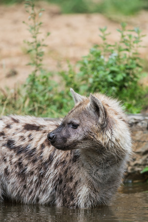 on the field in africa a hyena is looking aroundの写真素材