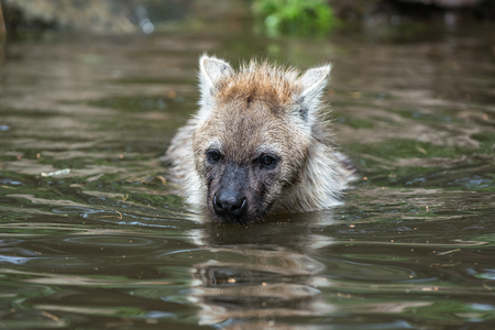 in the water there are two Hyena's playing and enjoying their diveの写真素材