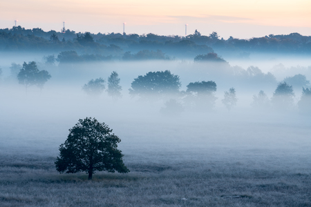 On a misty morning in the Kalmhoutse heather park near Antwerpの写真素材