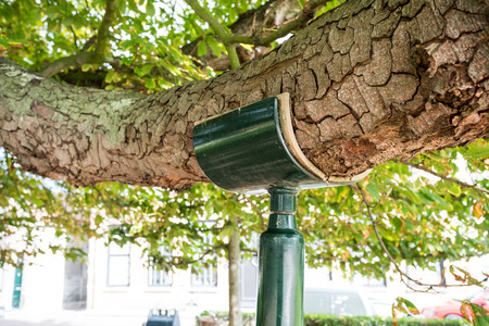 beautiful tree trunk whit support during the autumn in the parkの写真素材
