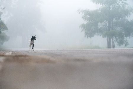 an road with a beautiful dog in the fogの写真素材