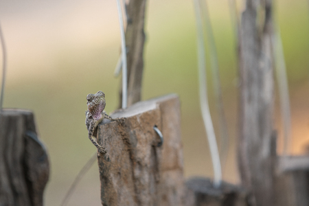 this beautiful lizard sits on a stick on a beautiful day longest the wayの写真素材
