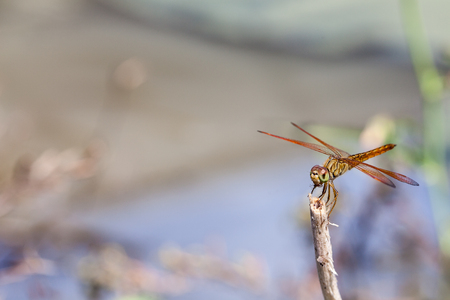 along the water there is a dragonfly on a stick with a prey in its mouthの写真素材
