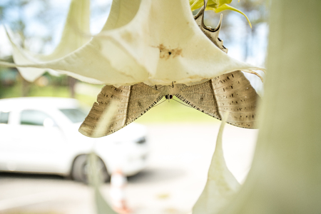 on a large flower of a tree there is a very beautiful Tropical Swallowtail Moth at the bottomの写真素材