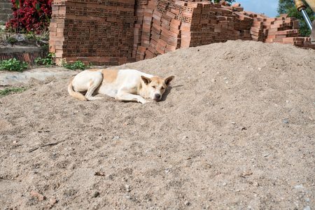 on a heap of sand of a construction site there is a stray dog to rest in the sunの写真素材