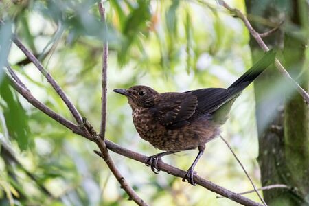 A Common blackbird sits on a branch of a tree looking out for danger