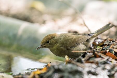 An young Common chiffchaff stay at the site near the waterfront of a pond