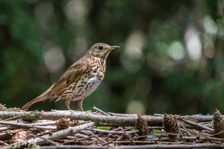 A Common blackbird sits on a branch of a tree looking out for dangerの写真素材
