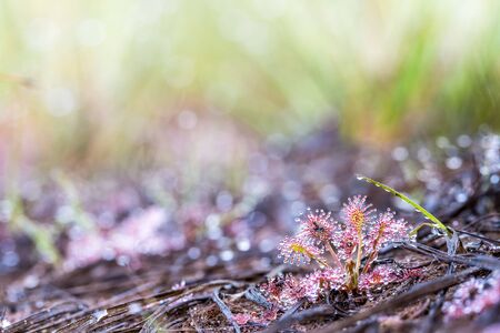 this small fragile plant is called the Drosera capensis, is only a few centimeters in size, is a...