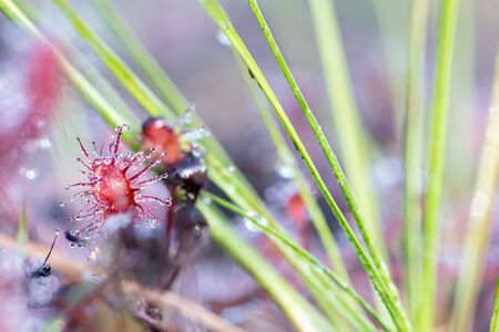 this small fragile plant is called the Drosera capensis, is only a few centimeters in size, is a...