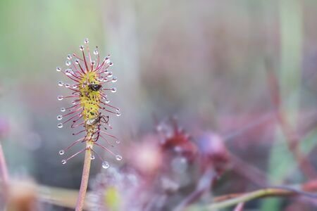 this small fragile plant is called the Drosera capensis, is only a few centimeters in size, is a carnivorous plantの写真素材