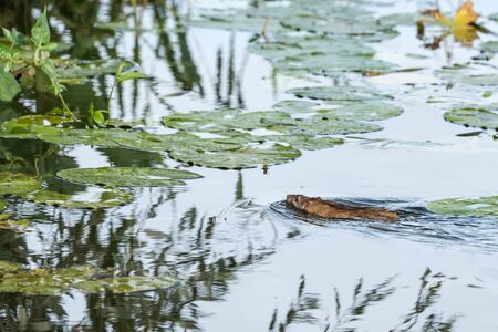 In the Kinderdijk river in broad daylight, a beautiful rat is swimming among the aquatic plants