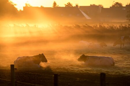 Cows lie in the meadow on a beautiful foggy morningの写真素材