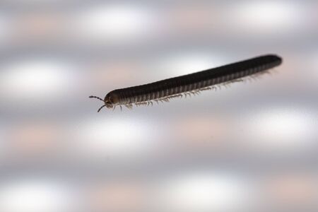 An small Millipedes insect is walking on a white background