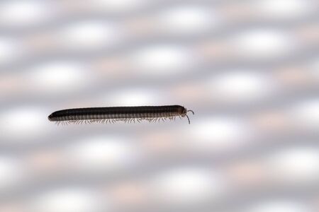 An small Millipedes insect is walking on a white background