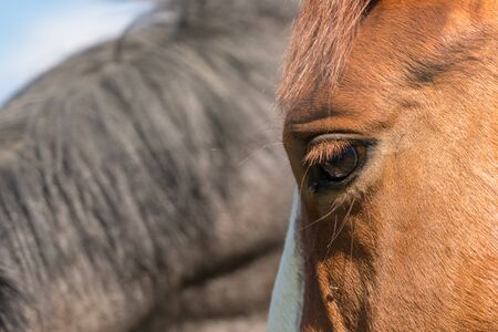 on the pasture there is a beautiful pair, there are flies in the eye of a horseの写真素材