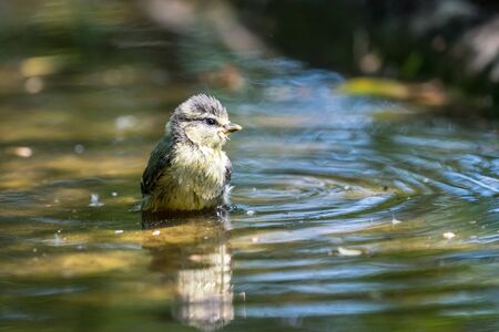 an blue tit sitting on the branches of a bush restingの写真素材