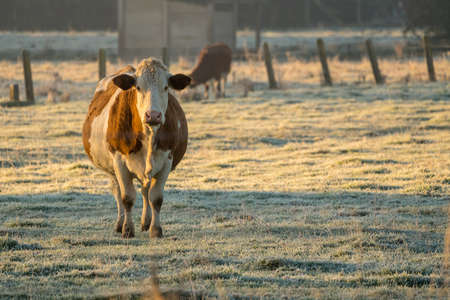 On a sunny day there are cows in the meadowの写真素材