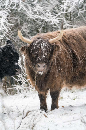in the winter in the forest stay a galloway in the snowの写真素材