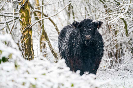 in the winter in the forest stay a galloway in the snowの写真素材