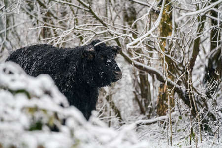 in the winter in the forest stay a galloway in the snowの写真素材