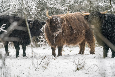 in the winter in the forest stay a galloway in the snow