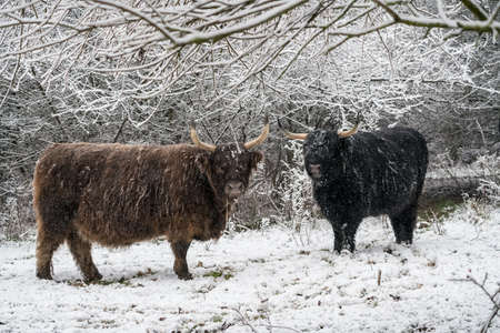in the winter in the forest stay a galloway in the snowの写真素材