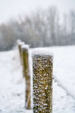 On the meadow while snowing along a fence of barbed wireの写真素材