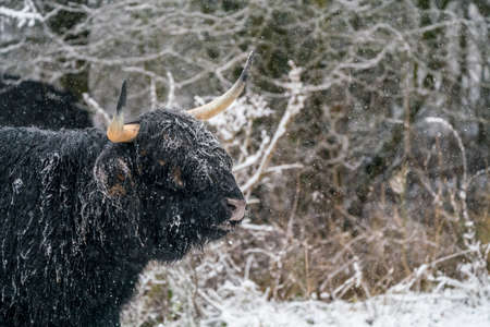 in the winter in the forest stay a galloway in the snowの写真素材