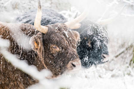 in the winter in the forest stay a galloway in the snowの写真素材