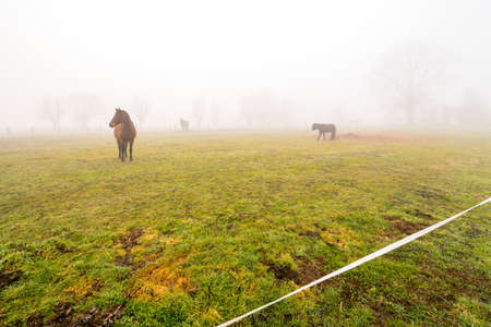 Saturday on a foggy morning on the field with horses