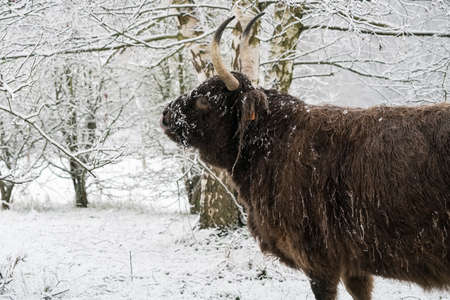 in the winter in the forest stay a galloway in the snowの写真素材
