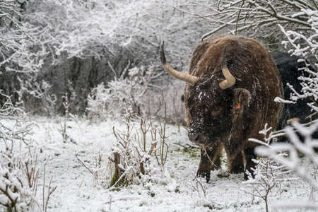 in the winter in the forest stay a galloway in the snow