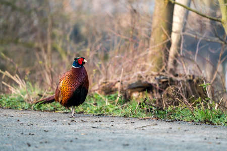 There is a pheasant walking on the nature in the meadowの写真素材